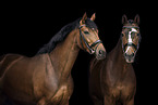 horses