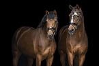 horses