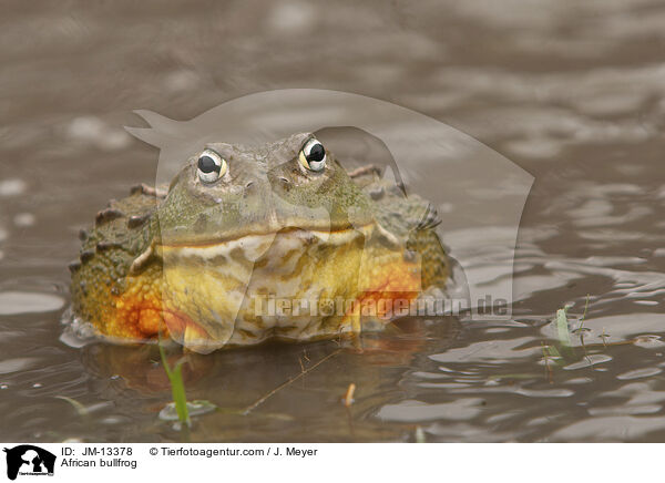 African bullfrog / JM-13378