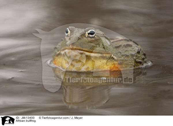 African bullfrog / JM-13400