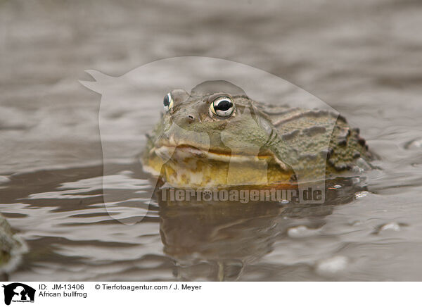 African bullfrog / JM-13406