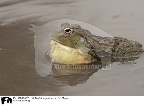Afrikanischer Ochsenfrosch / African bullfrog / JM-13407