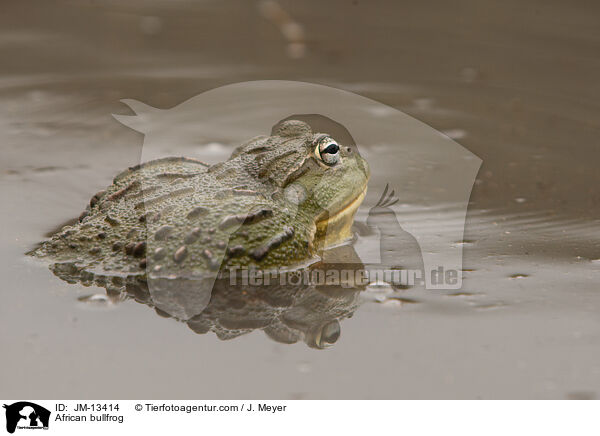 Afrikanischer Ochsenfrosch / African bullfrog / JM-13414