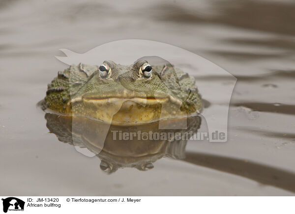 Afrikanischer Ochsenfrosch / African bullfrog / JM-13420
