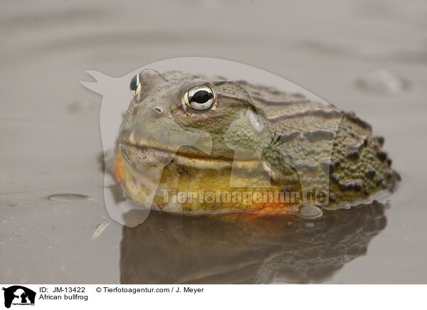 Afrikanischer Ochsenfrosch / African bullfrog / JM-13422