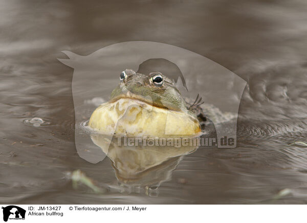 African bullfrog / JM-13427