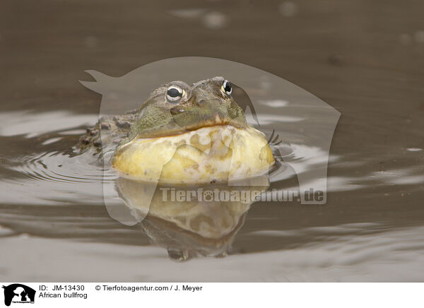 Afrikanischer Ochsenfrosch / African bullfrog / JM-13430