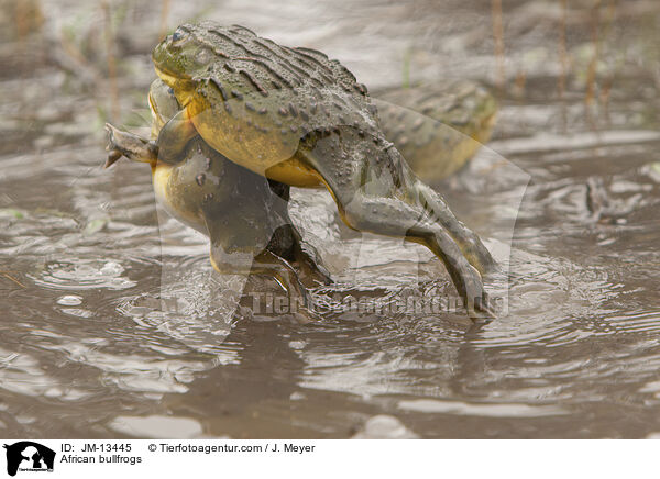 Afrikanische Ochsenfrsche / African bullfrogs / JM-13445
