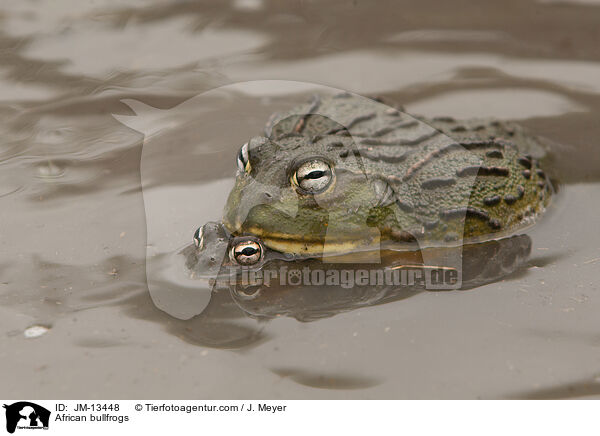 Afrikanische Ochsenfrsche / African bullfrogs / JM-13448