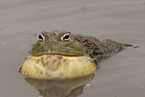 African bullfrog