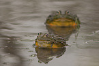 African bullfrogs