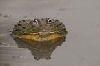 African bullfrog