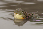 African bullfrog