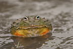African bullfrog