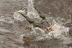 African bullfrogs