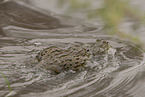 African bullfrogs