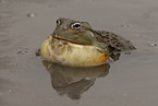 African bullfrog