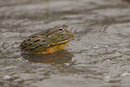 African bullfrog