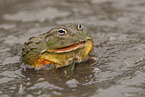 African bullfrog