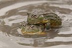 African bullfrogs