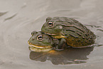 African bullfrogs