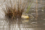 African bullfrog
