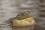 African bullfrog