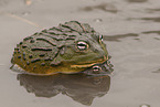 African bullfrogs