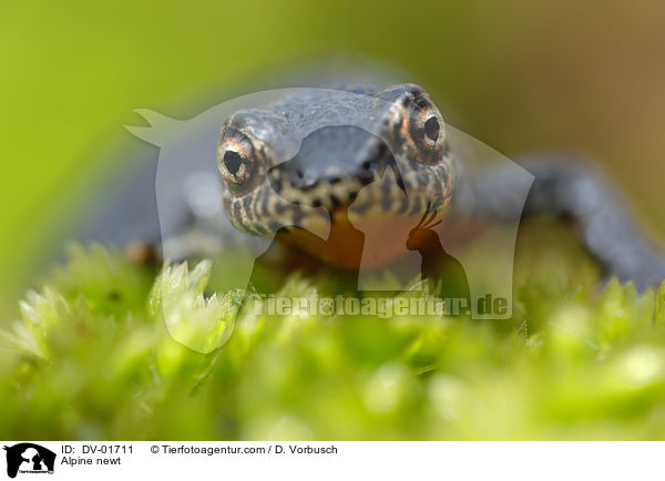 Alpine newt / DV-01711