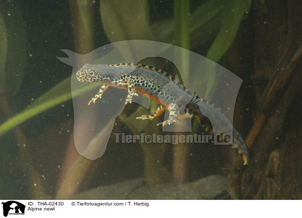 Bergmolch / Alpine newt / THA-02430