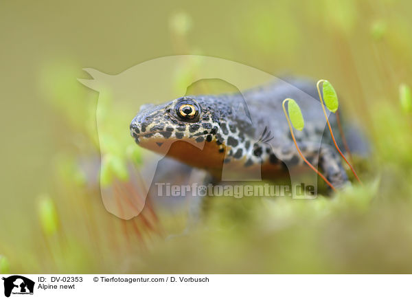 Alpine newt / DV-02353