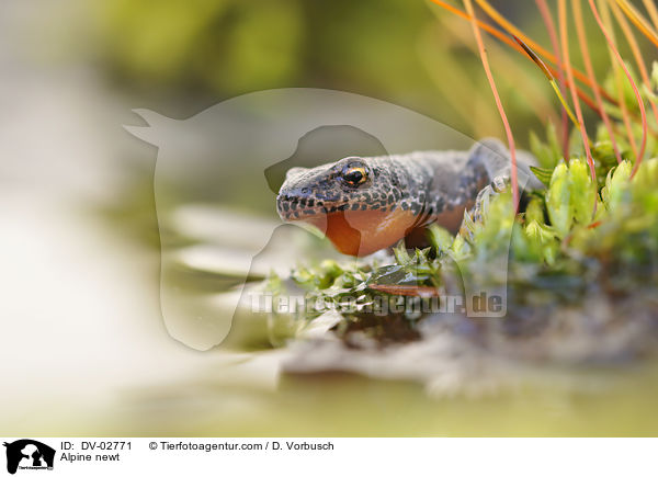 Alpine newt / DV-02771