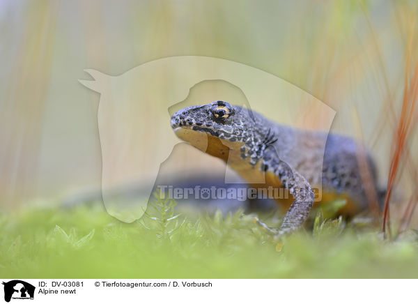 Bergmolch / Alpine newt / DV-03081