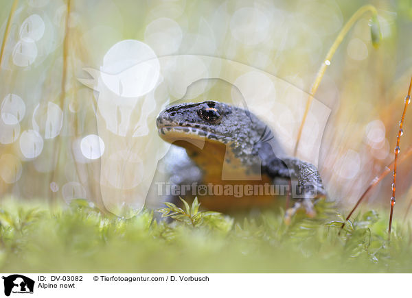 Alpine newt / DV-03082