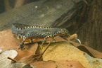 Alpine newt