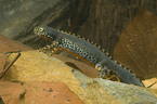 Alpine newt