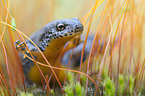 Alpine newt