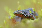 Alpine newt