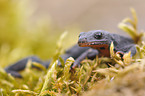 Alpine newt