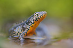Alpine newt