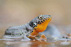 Alpine newt