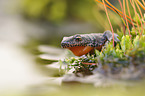 Alpine newt