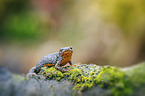 sitting Alpine Newt