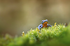 sitting Alpine Newt