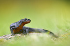 sitting Alpine Newt