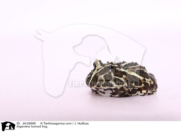 Schmuck-Hornfrosch / Argentine horned frog / JH-28666