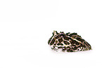 Argentine horned frog