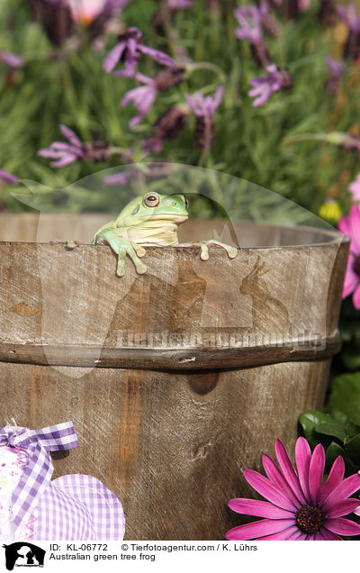 Korallenfinger-Laubfrosch / Australian green tree frog / KL-06772