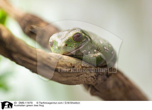 Australian green tree frog / DMS-11878