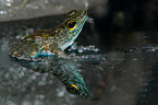 Borneo splash frog